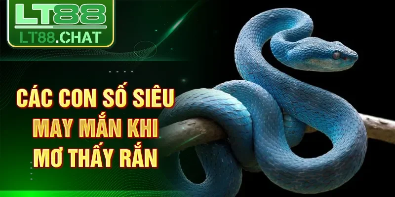 Các con số siêu may mắn khi mơ thấy rắn