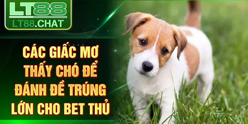 Các giấc mơ thấy chó để đánh đề trúng lớn cho bet thủ