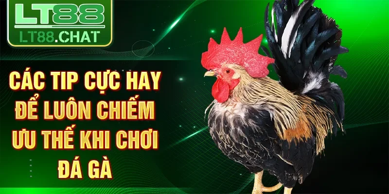 Các tip cực hay để luôn chiếm ưu thế khi chơi đá gà