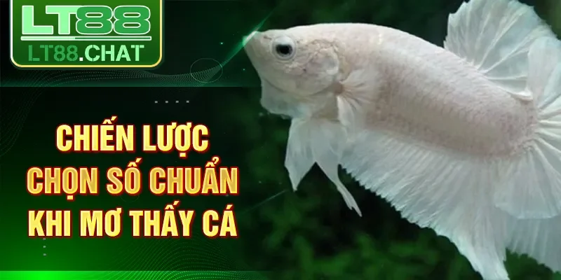 Chiến lược chọn số chuẩn khi mơ thấy cá
