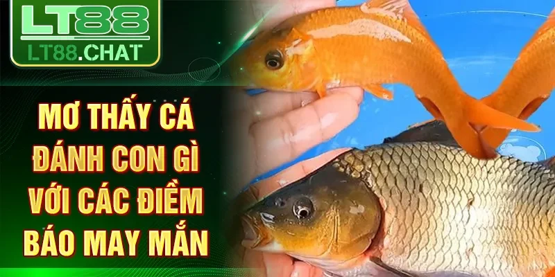 Mơ thấy cá đánh con gì với các điềm báo may mắn