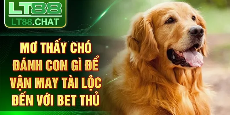 Mơ Thấy Chó Đánh Con Gì