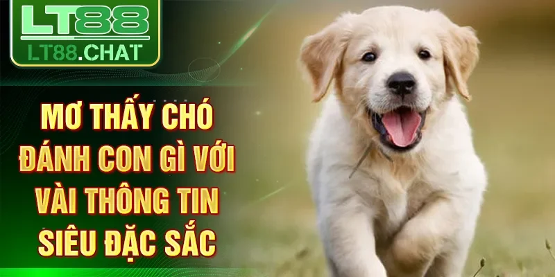 Mơ thấy chó đánh con gì với vài thông tin siêu đặc sắc