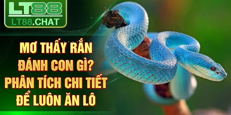 Mơ Thấy Rắn Đánh Con Gì