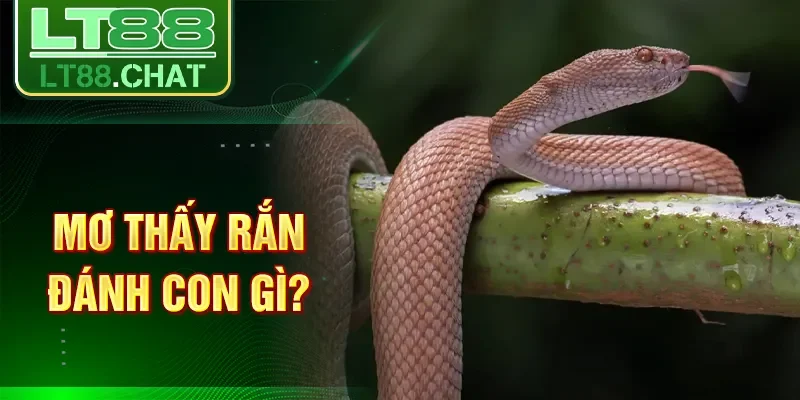 Mơ thấy rắn đánh con gì?