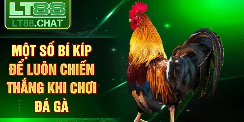 Một số bí kíp để luôn chiến thắng khi chơi đá gà