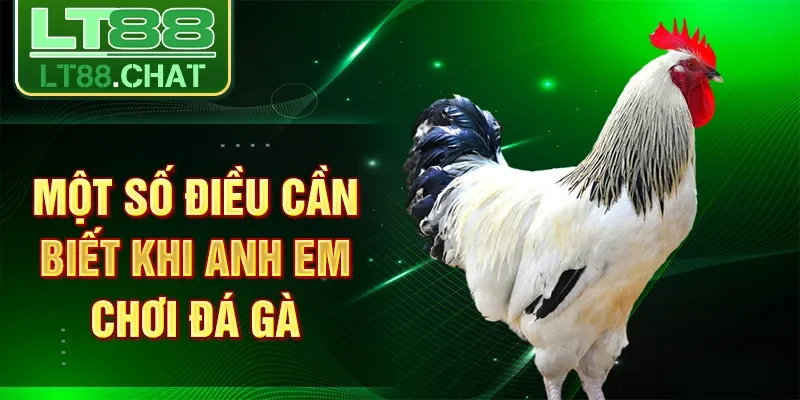 Một số điều cần biết khi anh em chơi đá gà