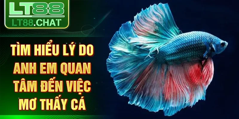 Tìm hiểu lý do anh em quan tâm đến việc mơ thấy cá